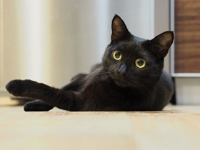 Mơ thấy mèo đen đang chơi thể hiện sự thay đổi tính cách của bạn trong tương lai