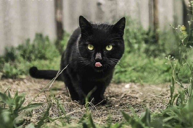 Mơ thấy mèo mướp đen trong nhà thì đây là một điềm báo may mắn. 