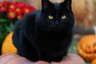 Giải mã giấc mơ thấy mèo đen nên đánh con gì may mắn nhất